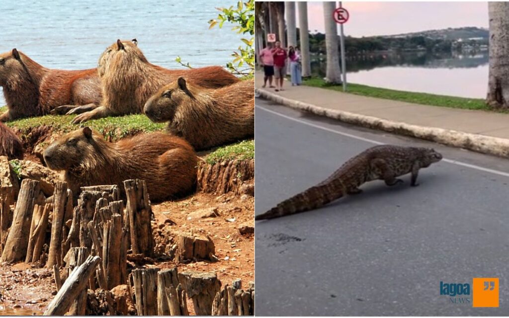 Animais Silvestres na cidade de Lagoa Santa 2 Animais Silvestres em Lagoa Santa: Riscos e Curiosidades sobre Capivaras e o Jacaré Alfredo
