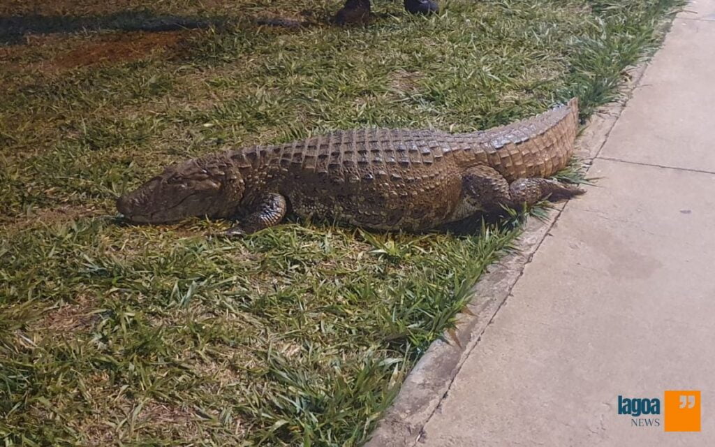 Animais Silvestres na cidade de Lagoa Santa