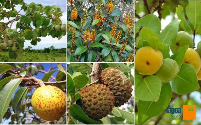 As 5 Frutas do Cerrado de Lagoa Santa