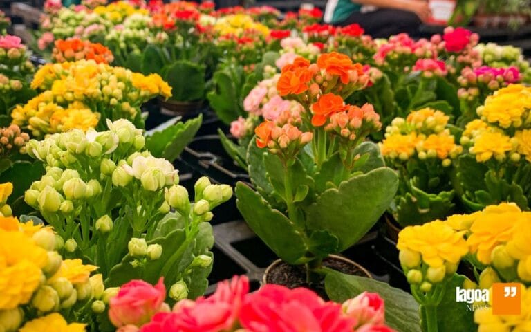 Conheça 4 floriculturas em Lagoa Santa