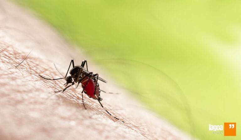 A Luta Contra o Aedes aegypti: Saúde Pública em Lagoa Santa