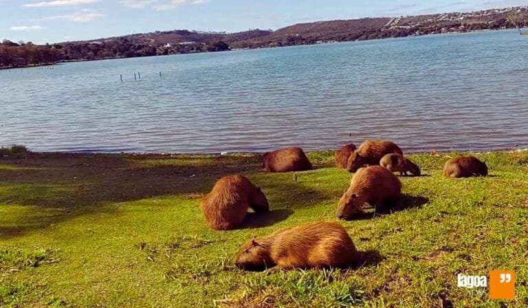 Cidades Brasileiras com Lagoas Importantes: Natureza e Urbanização em Harmonia