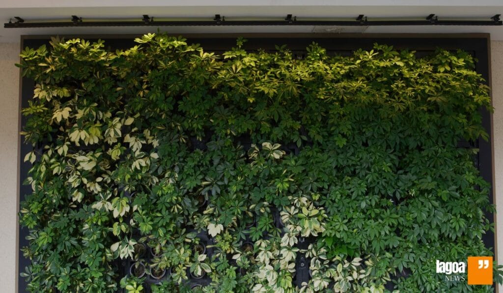 Plantas indicadas para Muro Verde: 12 Dicas para criar uma parede Viva!
