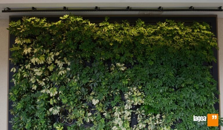 Plantas indicadas para Muro Verde: 12 Dicas para criar uma parede Viva!