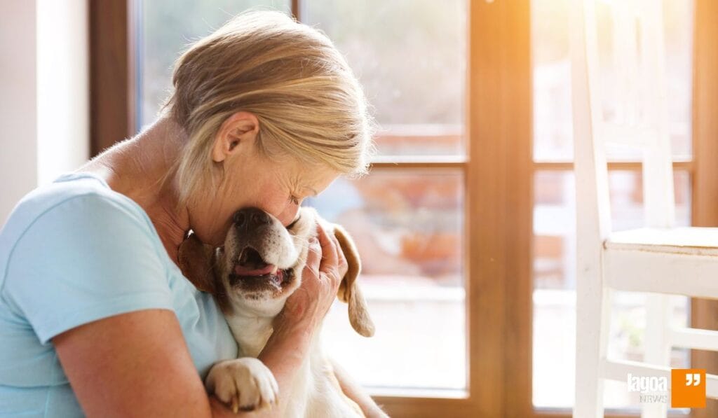 Pet Dentro de Casa: Cuidados Básicos para Criar 6 Invista em Socialização e Treinamento do Seu Pet