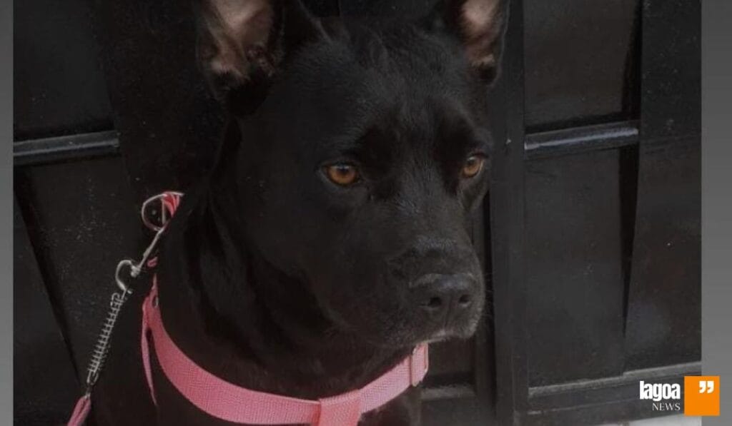 Novas regras para Pit Bull e outras raças 2 Pit Bull e outras raças