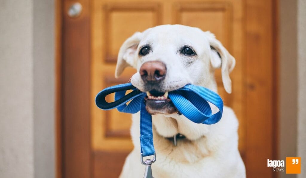Pet Dentro de Casa: Cuidados Básicos para Criar 4 Escolha o Pet Certo Para Seu Estilo de Vida