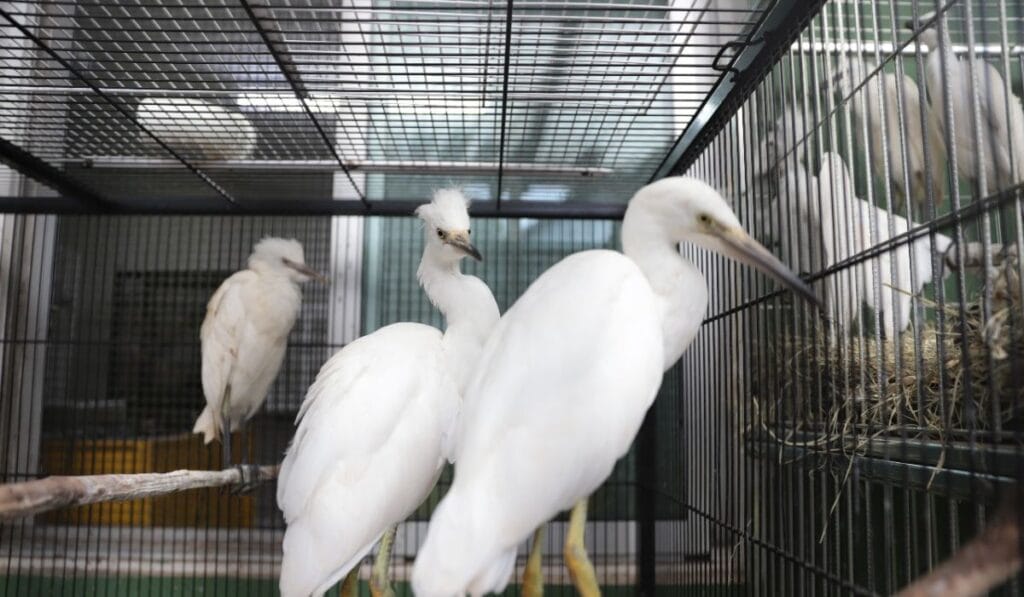 Reabilitação de Garças Feridas: Ações do Cetras-BH em Lagoa Santa