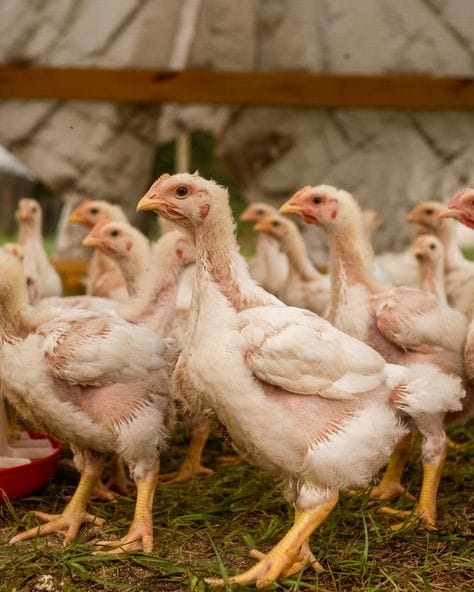 Lagoa Santa e o Instituto Mineiro de Agropecuária: Reforço na Vigilância para Proteger a Avicultura de Doenças 2 Lagoa Santa