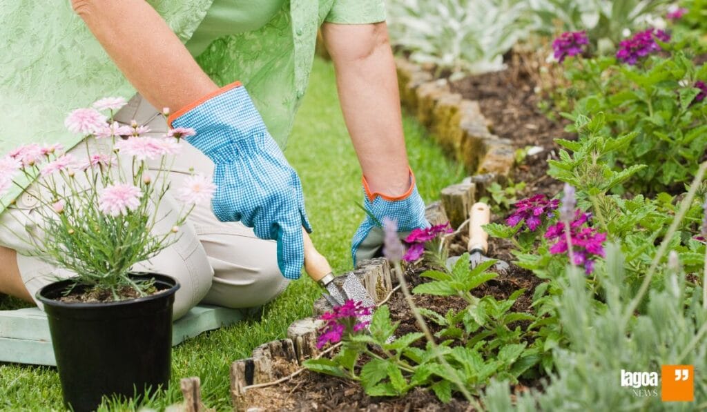 A Arte da Jardinagem: Como o Contato com a Natureza Melhora a Saúde