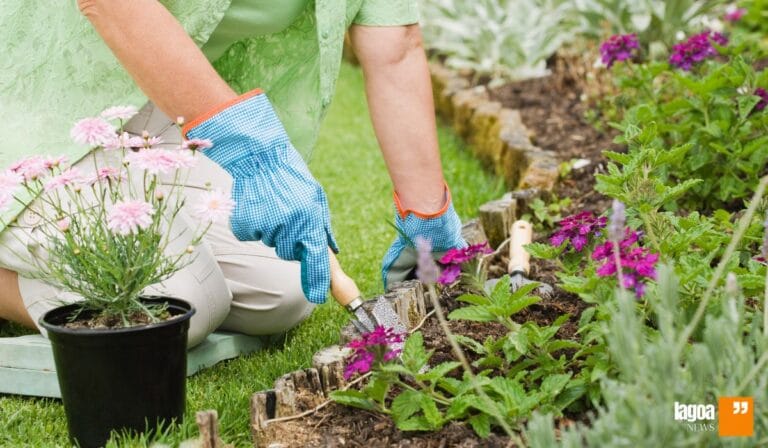 A Arte da Jardinagem: Como o Contato com a Natureza Melhora a Saúde