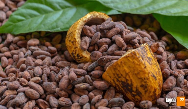 Aumento do preço do cacau: impactos na Páscoa e os desafios da produção mundial