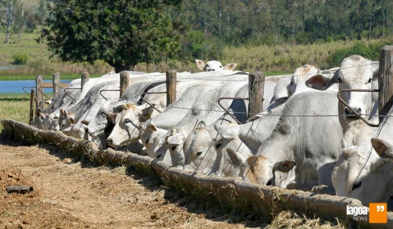 Economia e Agropecuária em Minas Gerais: potência nacional em transformação