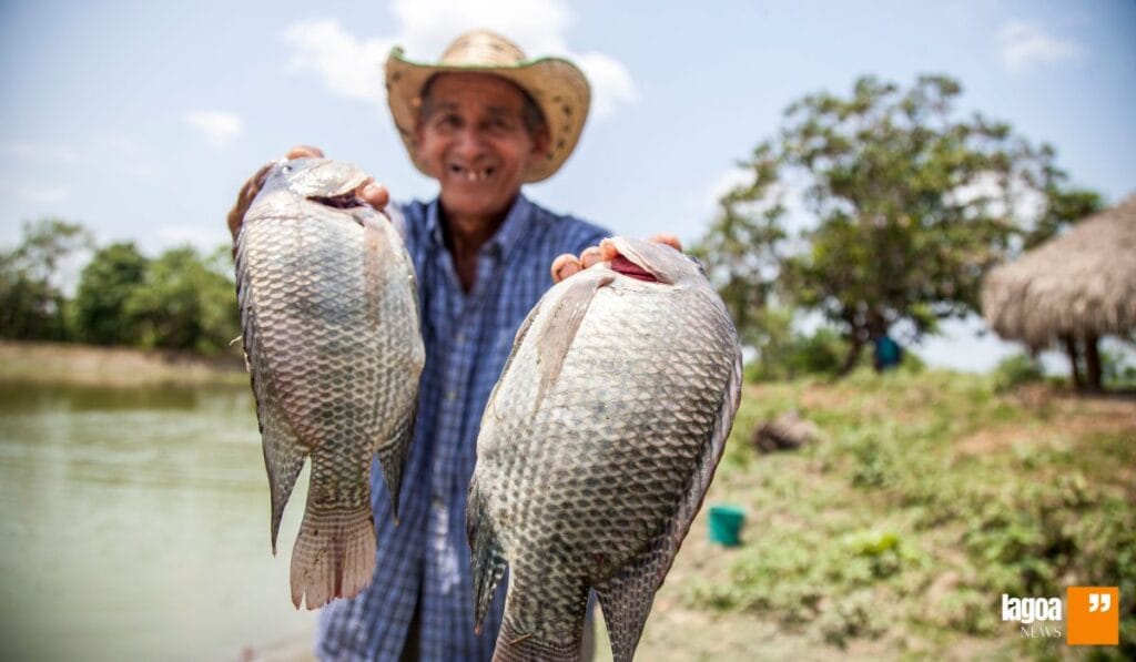 Tilápia: O Peixe que Conquistou o Brasil e Impulsiona a Piscicultura Nacional