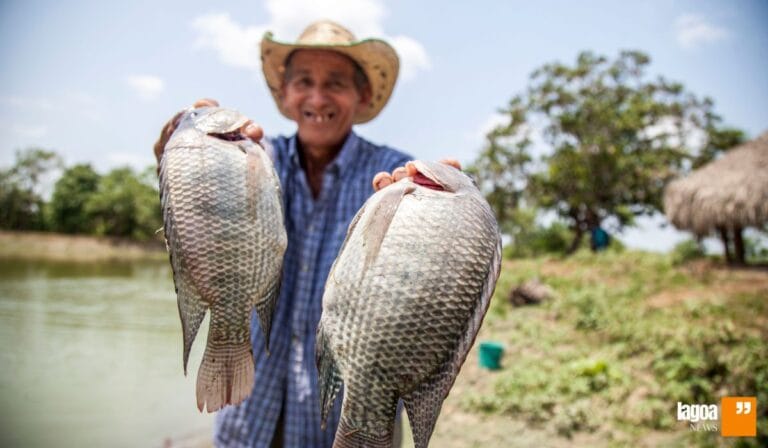 Tilápia: O Peixe que Conquistou o Brasil e Impulsiona a Piscicultura Nacional
