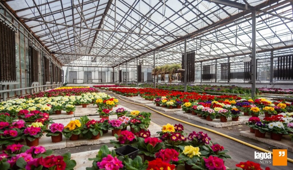 Dia das Mães e o mercado de Flores em Minas Gerais: Tendências e Sustentabilidade 4 Dia das Mães - Flores Naturais e Sustentáveis