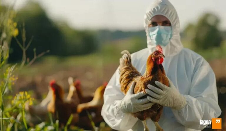 Como o Brasil está enfrentando a ameaça da gripe aviária