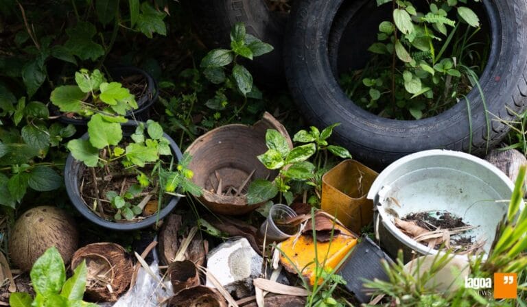 Como combater o surto de dengue e chikungunya no Vetor Norte RMBH