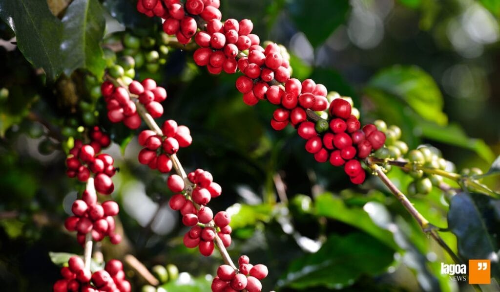 Cafés especiais mineiros conquistando o Brasil e o mundo 3 Cafés especiais mineiros