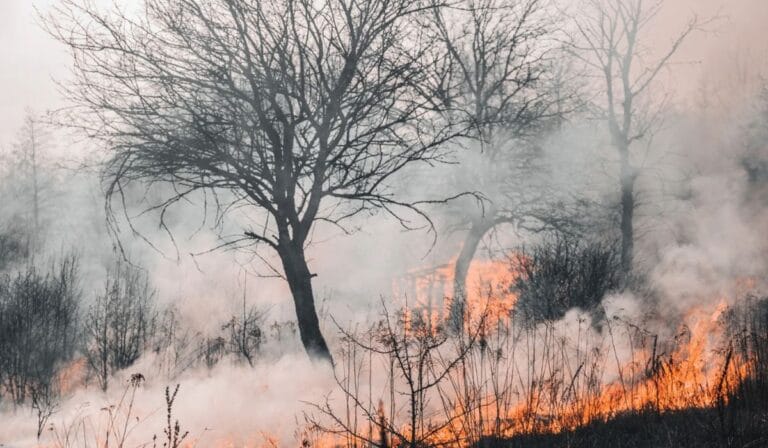 Incêndio em bairro de Lagoa Santa tem ação do Corpo de Bombeiros.