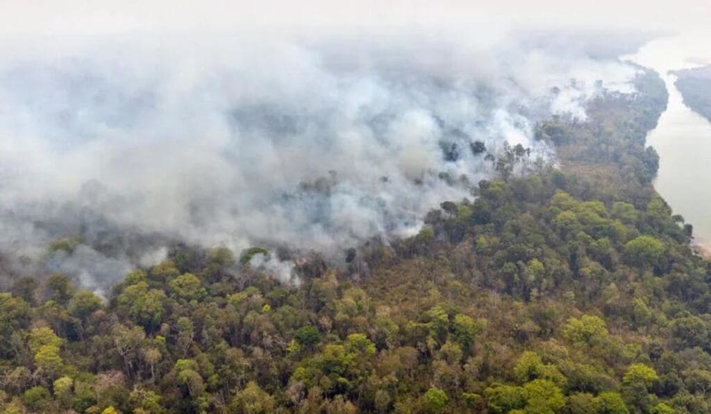 Dia do Meio Ambiente: porque lutar contra o PL da Devastação?