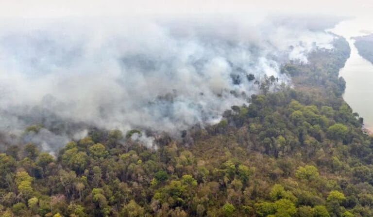 Dia do Meio Ambiente: porque lutar contra o PL da Devastação?