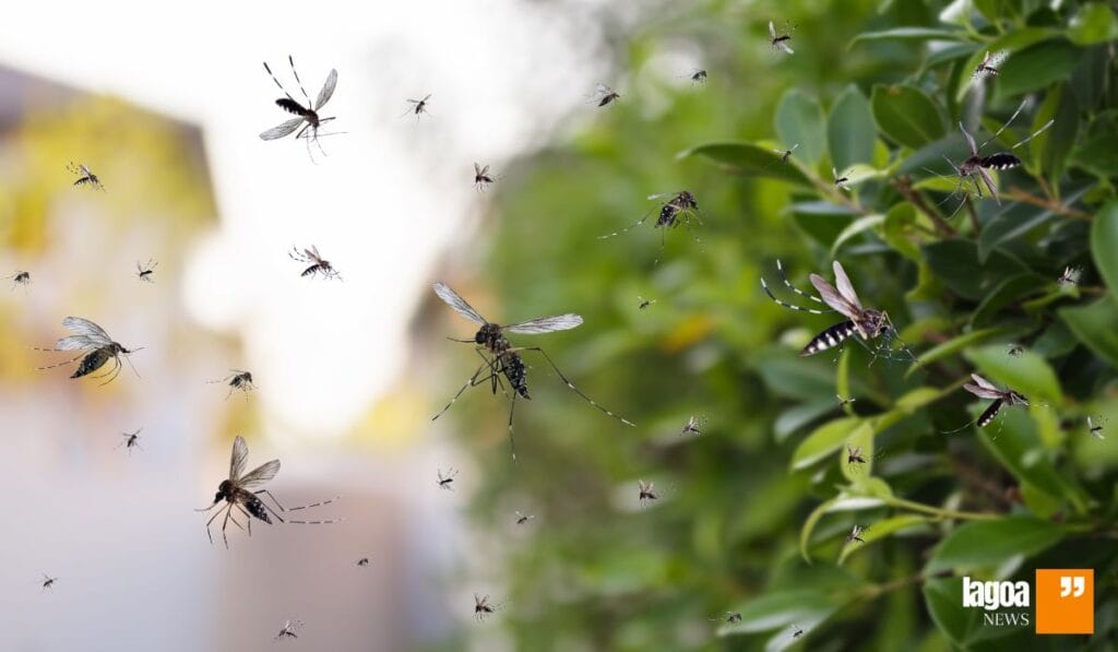 Brasil inaugura maior biofábrica de mosquitos com Wolbachia do mundo e fortalece combate a dengue 2 Brasil inaugura maior biofábrica de mosquitos com Wolbachia do mundo