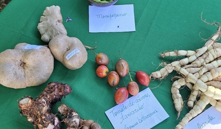Inovação no prato: Lagoa Santa capacita merendeiras para uso de PANC na alimentação escolar