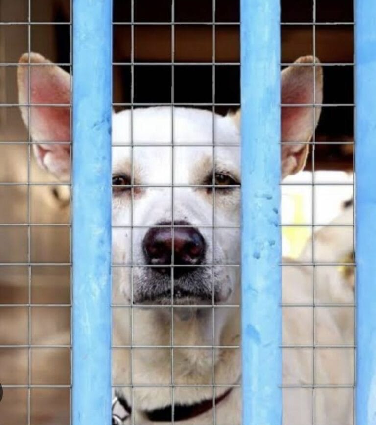 Gapa de lagoa santa realiza protocolo clínico completo para animais resgatados
