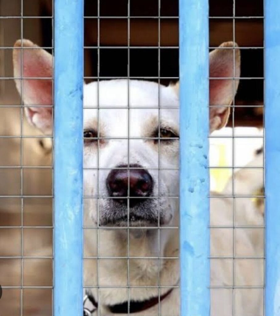 Gapa de lagoa santa realiza protocolo clínico completo para animais resgatados