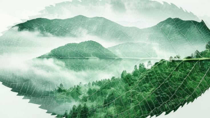 Seguro mais verde: setor de seguros adota a taxonomia sustentável brasileira