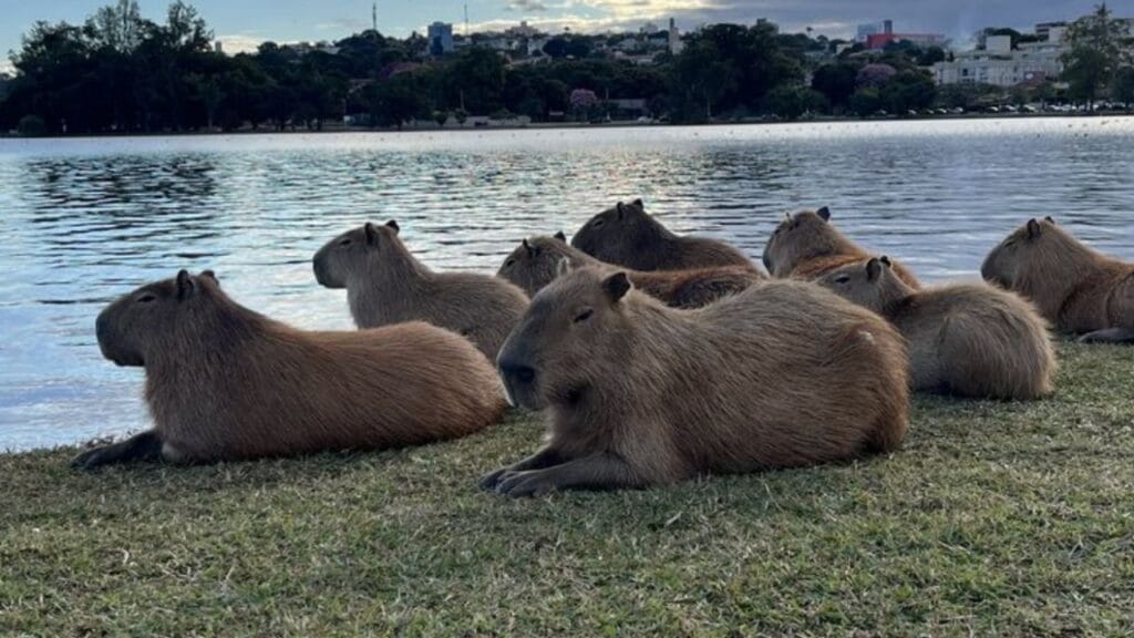 Confira o clima em lagoa santa minas gerais para este final de semana