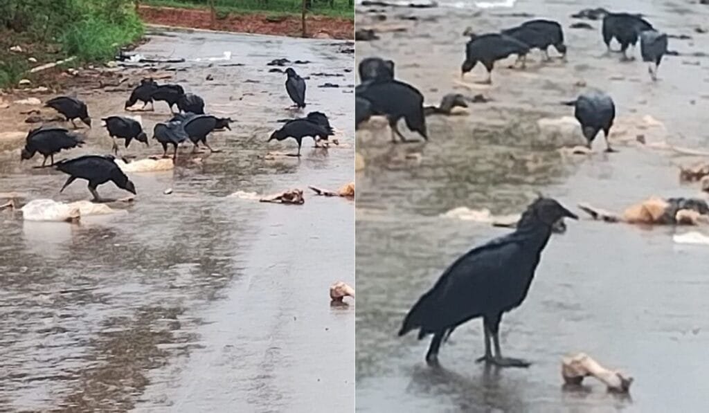 Denúncia do bairro Recanto da Lagoa: moradores fazem reclamações sobre o descaso com a Av. José de Abreu Primo