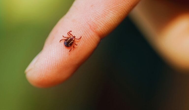 Matozinhos registra quarto caso de febre maculosa em 2025