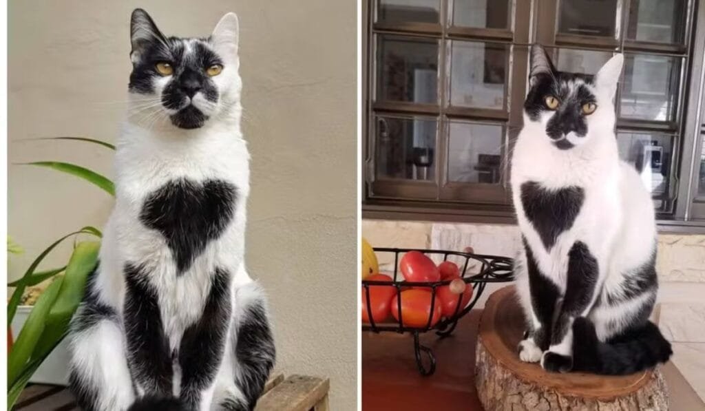 Gato Thor conquista o Brasil: gato de Lagoa Santa vence concurso nacional 2 Gato Thor de Lagoa Santa é eleito o mais bonito do Brasil 02