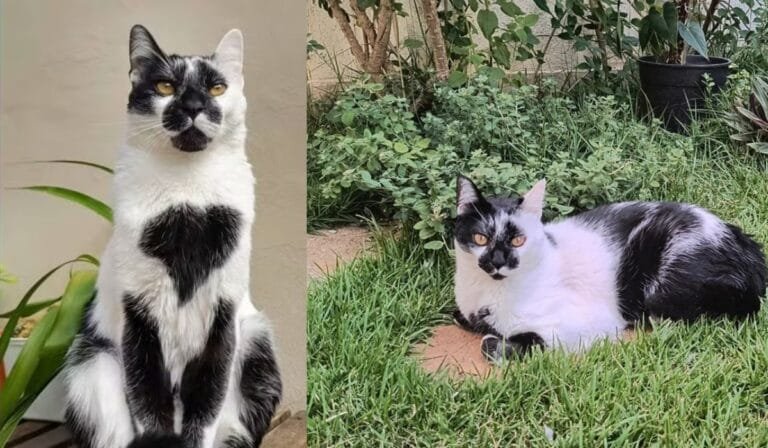 Gato Thor conquista o Brasil: gato de Lagoa Santa vence concurso nacional