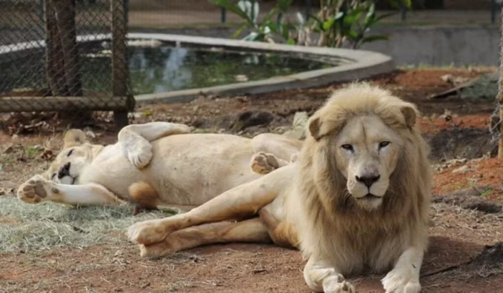 Leoa-branca morre no Zoológico de BH menos de um mês após chegada