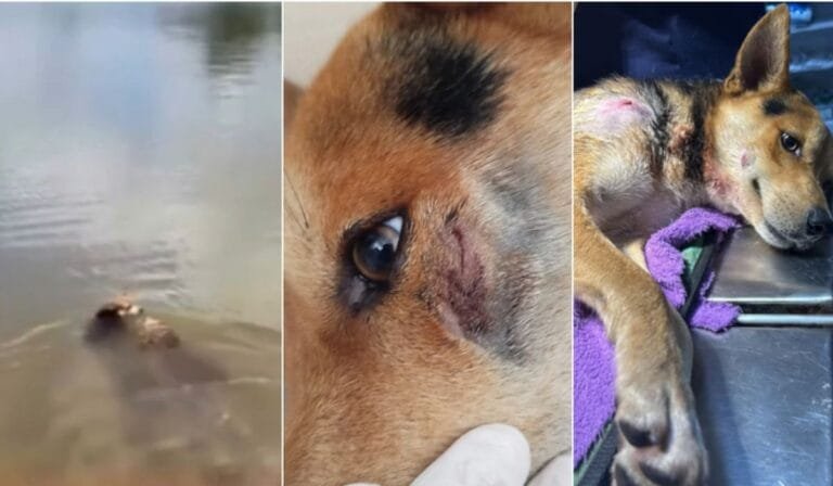 Jacaré Alfredo Ataca cão na Lagoa Central: Alerta para a segurança de animais domésticos