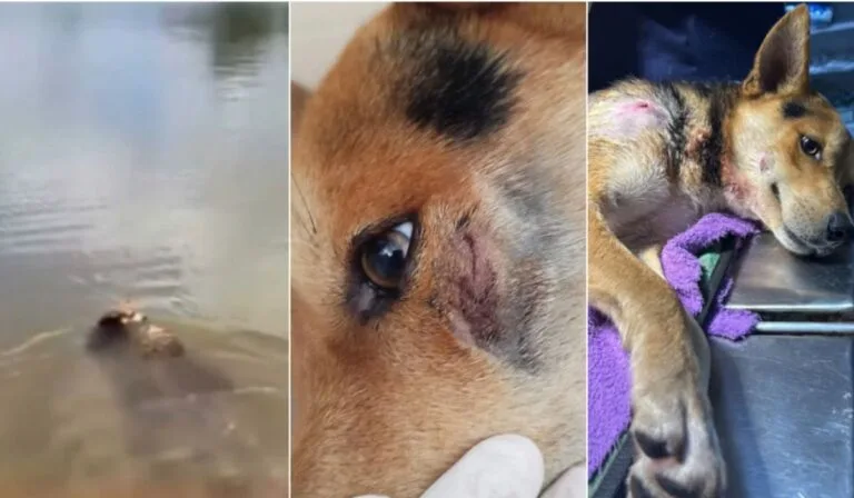 Jacaré Alfredo Ataca cão na Lagoa Central: Alerta para a segurança de animais domésticos