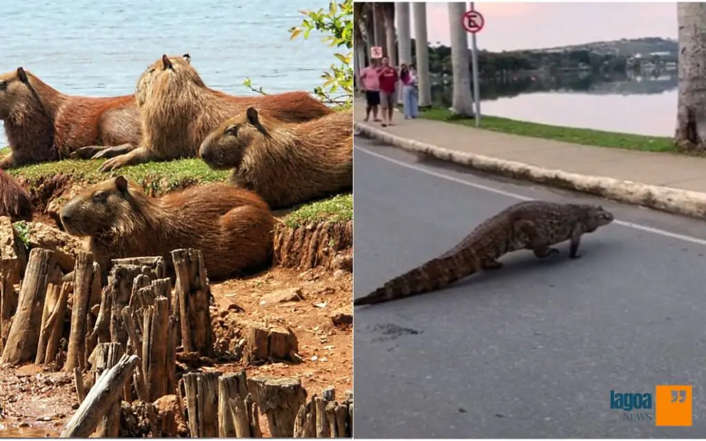 Animais Silvestres na cidade de Lagoa Santa 2 Animais Silvestres em Lagoa Santa: Riscos e Curiosidades sobre Capivaras e o Jacaré Alfredo