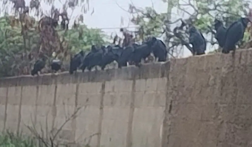 Moradores denunciam descaso no Recanto da Lagoa 02