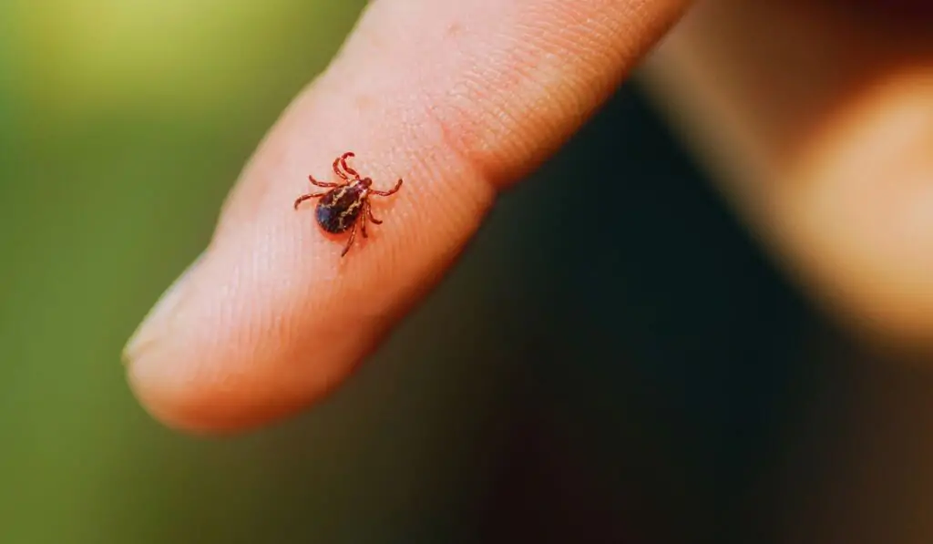 Matozinhos registra quarto caso de febre maculosa em 2025